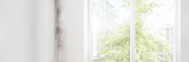 Best Mold-Related Health Consultation  in Tipton, MO